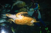 林地公园动物园喂食