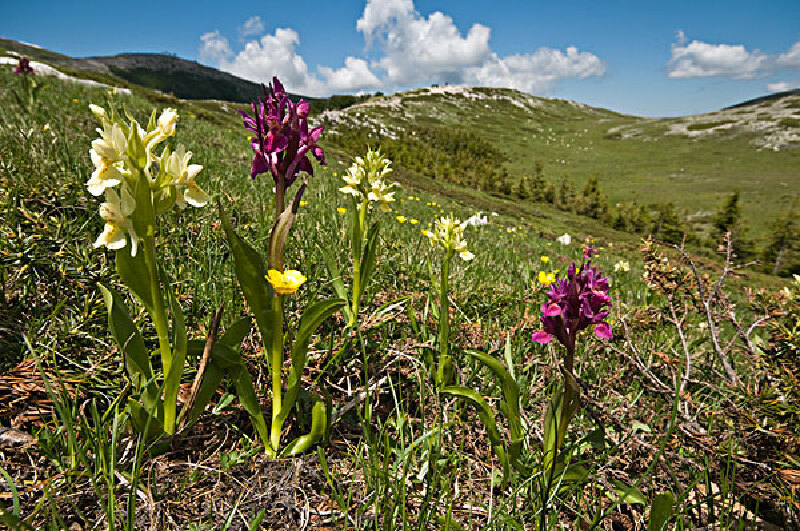 挪威有哪些国家公园_诺德兰国家公园简介_哈