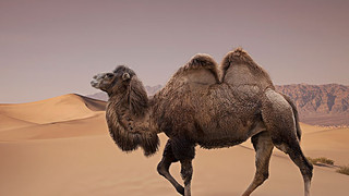 骆驼文化节