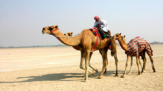 骑骆驼