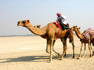 迪拜有什么好玩的地方_迪拜游玩去哪好_去迪拜玩什么