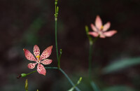 海南野生动植物园游玩