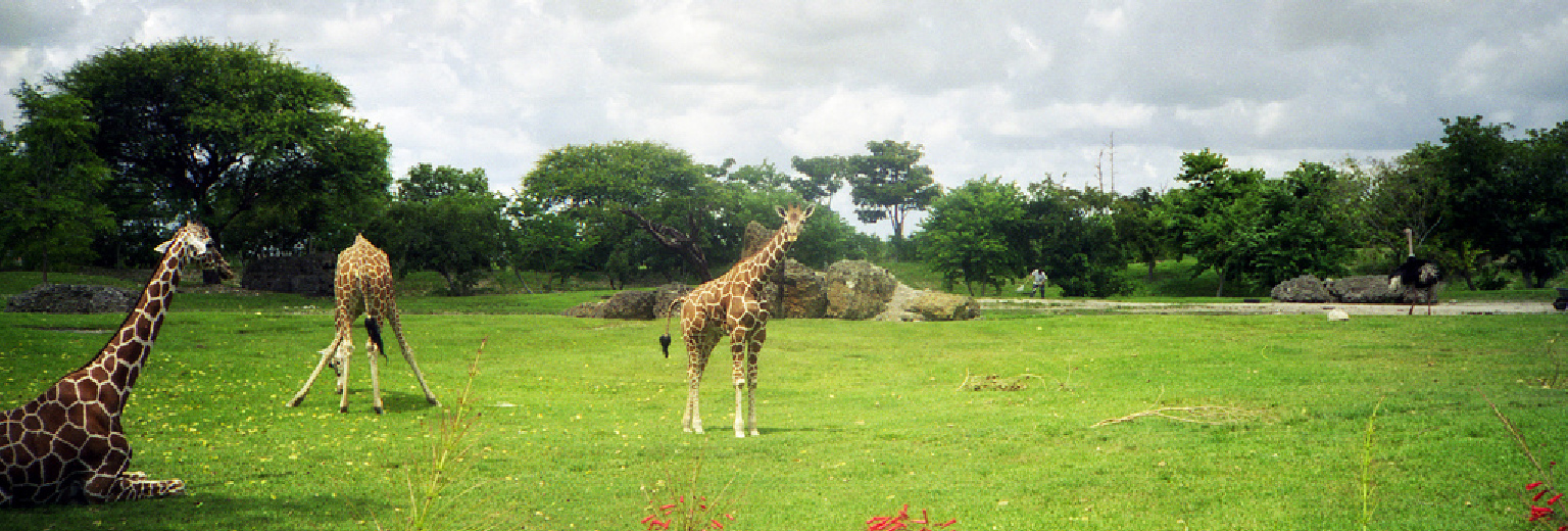 【2018】迈阿密动物园旅游攻略_迈阿密动物园
