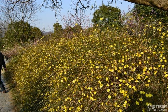 【踏青游记】南京梅花山-阳春三月,踏青寻梅