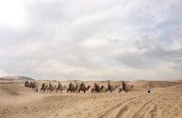 纵情滑沙骑骆驼