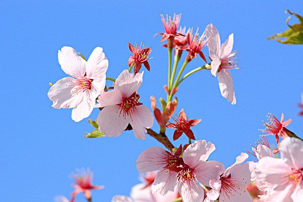 日本樱花简介_日本樱花图片_日本樱花哪里最好