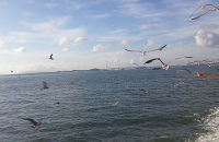 月尾岛游船游览