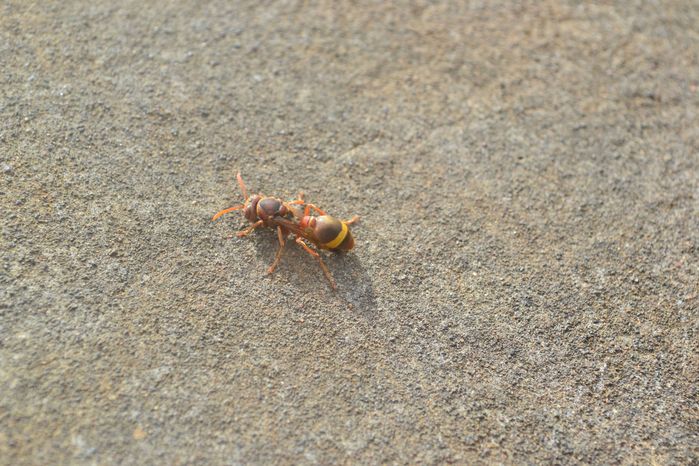 这就是咬我老公的那种飞蚂蚁.