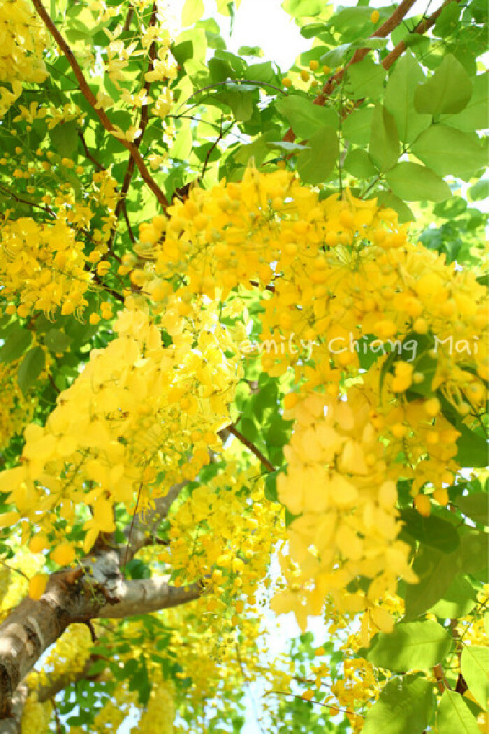 身未动，心已远;身已回，心还在---再次爱上THAI