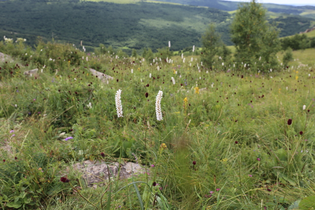 草原之行,魅力赤峰(夕阳红映照在草原上)