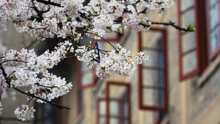 去武汉大学看樱花