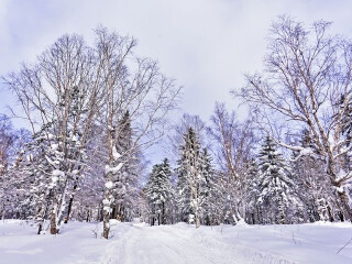 到亞布力雪鄉(xiāng)旅游報(bào)團(tuán)價(jià)格_現(xiàn)在到亞布力雪鄉(xiāng)旅游多少錢_亞布力雪鄉(xiāng)旅游要多少錢跟團(tuán)