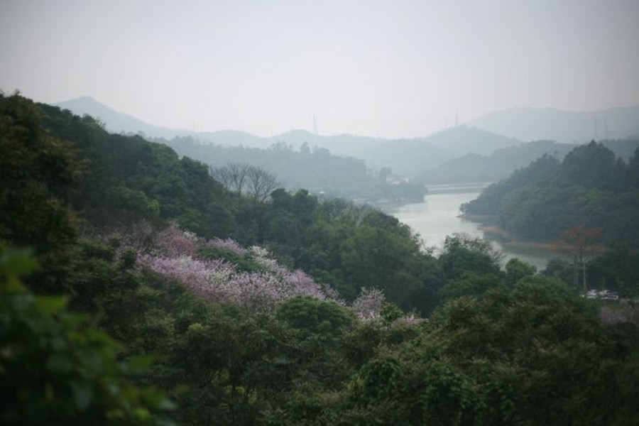 天鹿湖森林公园