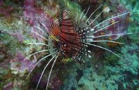 小琉球海底观光潜水船游玩