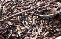 感受安国国际药材节