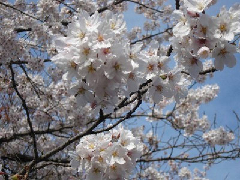 日本的旅游旺季_日本的旅游旺季介绍_日本的