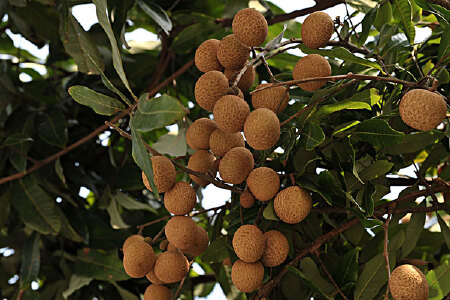 food_picture