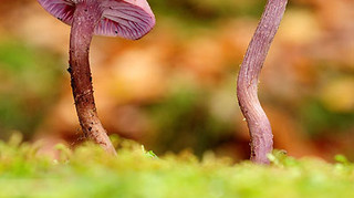 贺兰山野生紫蘑菇