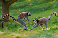  野生动物乐园游览