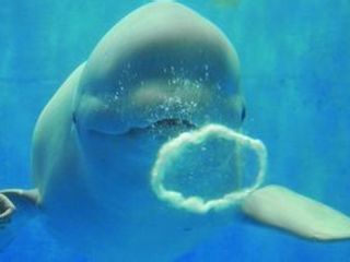 大连极地馆攻略_大连游玩攻略大全