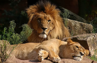 汉诺威动物园体验