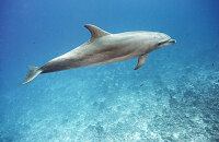 国际海豚旅游节