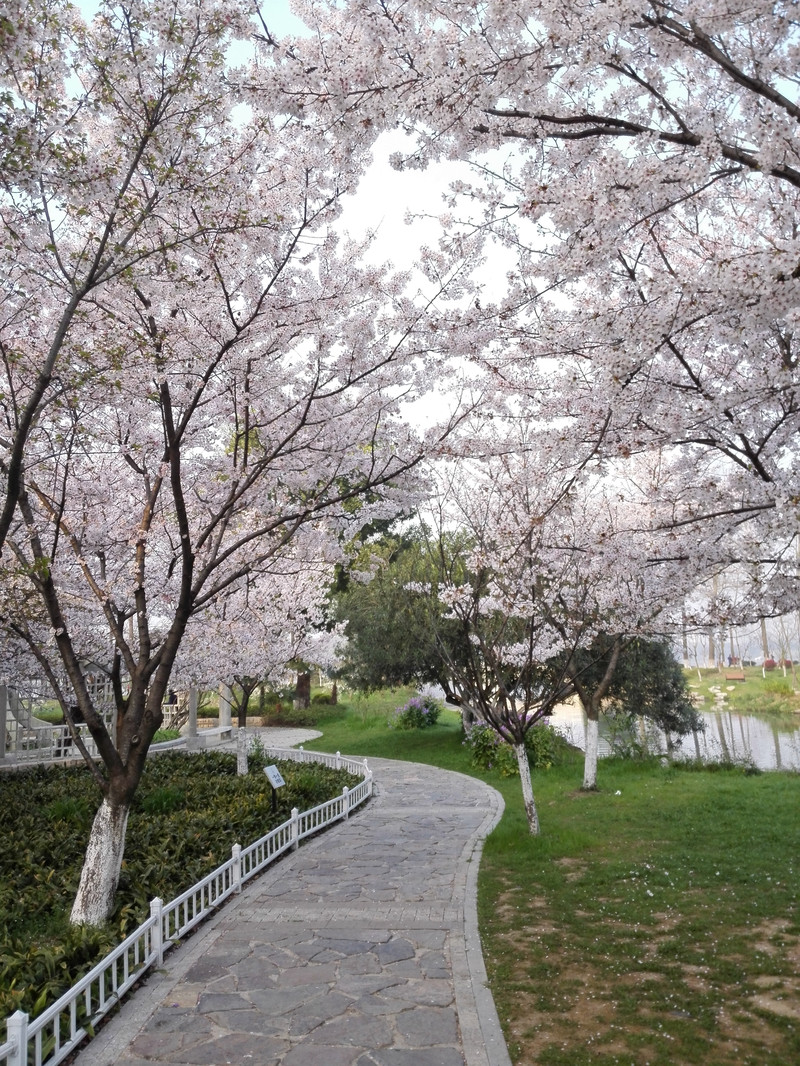 南京情侣园花卉公园位于城东北,南邻玄武湖,东枕紫金山,园内绿化率高