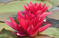 参加白洋淀荷花节