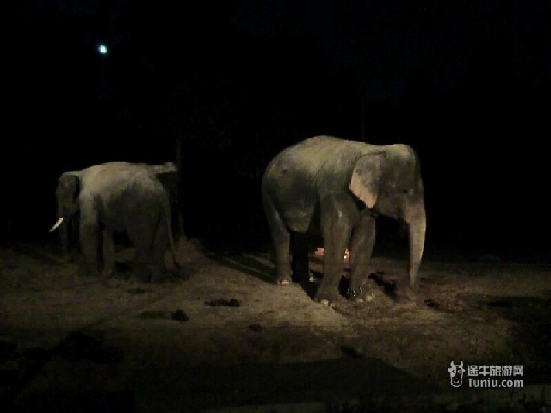 清迈夜间动物园