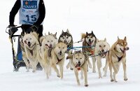 狗拉雪橇 (Dog Sledding)