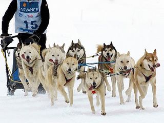 狗拉雪橇 (dog sledding)