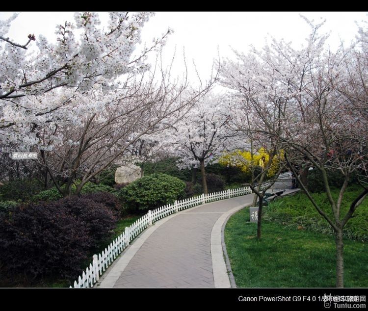 【踏青游记】徐州国际樱花节