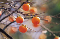 参加满城金秋红叶柿子节