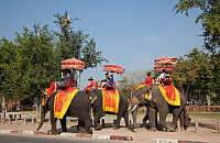 奇旺国家森林公园骑大象