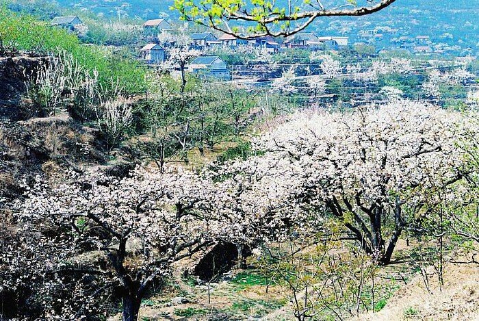 什么是流苏树 85419d6569912a43ac3d5e18c20bfe1c_w700_h0_c0_t0.jpg