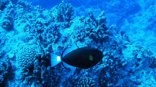 美国塞班机票+当地4晚5日游 南昌起止,香港直