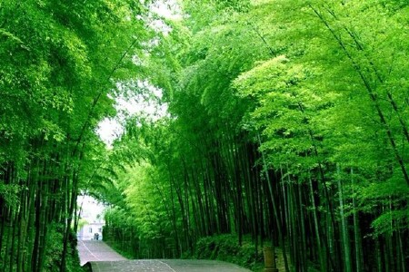 <华东五市-乌镇-南浔-南山竹海5日游>纯玩0购物，夜宿竹海，一车一导，品特色鱼头宴，灵山祈福，苏州船游，观上海夜景（当地游）