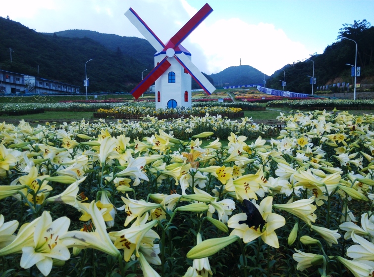 浏阳大围山百合花海滑雪