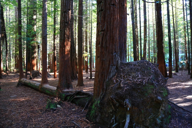 暑假爸爸去哪儿之澳大利亚新西兰12天游