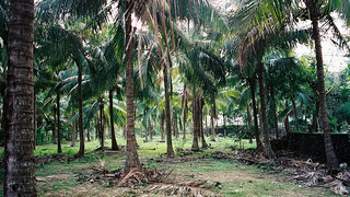 椰子大观园游玩