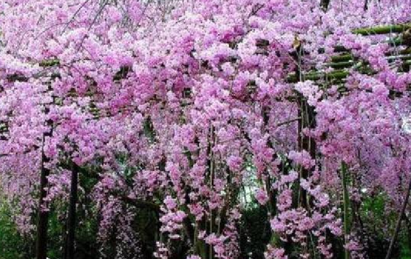 日本旅游攻略_日本本州旅游攻略_日本本州旅