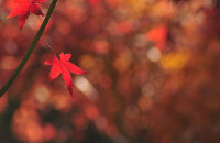感受当地特色节日