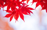 参观中国本溪国际枫叶节