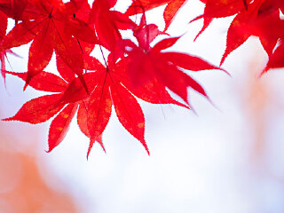 本溪有什么好玩的地方_本溪游玩去哪好_去本