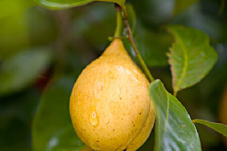 food_picture