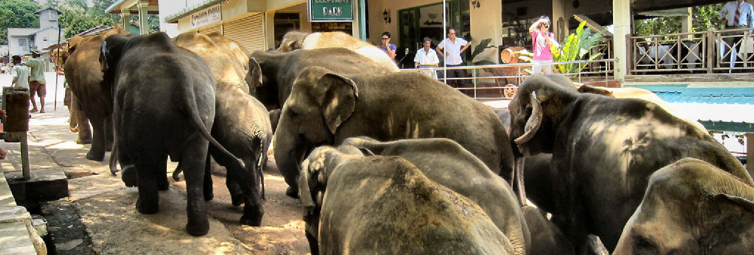 2019】大象孤儿院旅游攻略_大象孤儿院自助游攻略_大象孤儿院出游行程游记