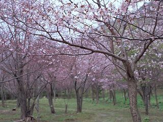 平坝农场樱花园