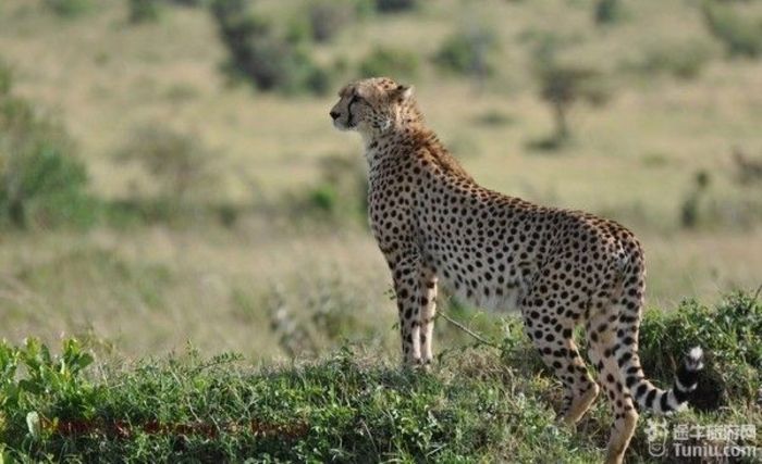 像大花猫一样的猎豹cheetah.不是金钱豹leopard,是短跑冠军猎豹.