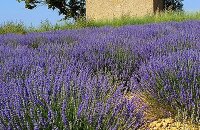 参观薰衣草农庄