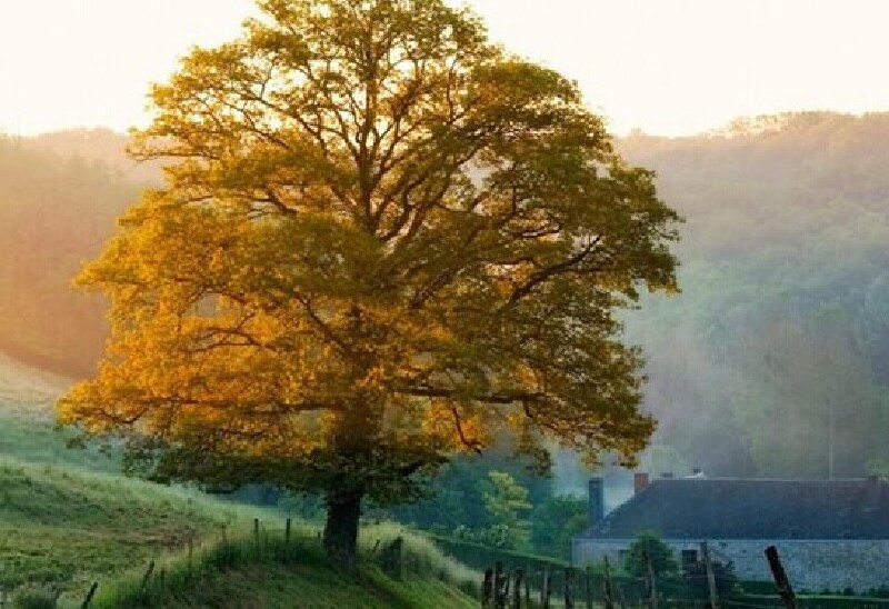比利时节日_比利时有什么好玩的_比利时节日